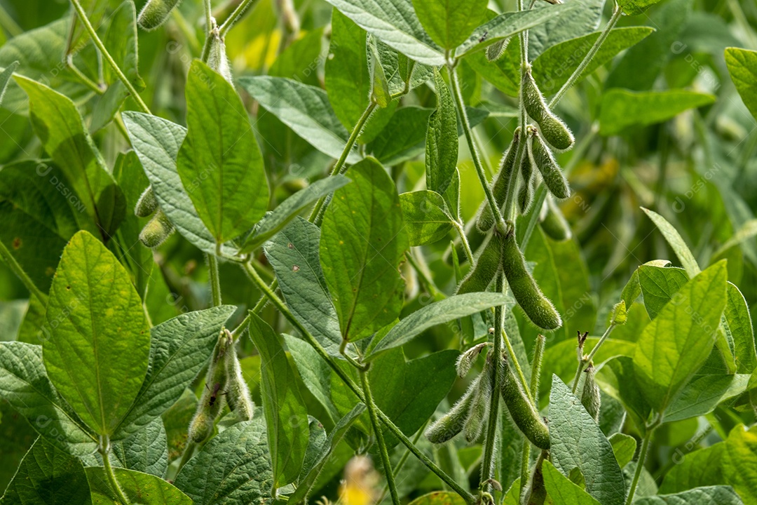 Plantação de soja com vagens visíveis em um dia ensolarado