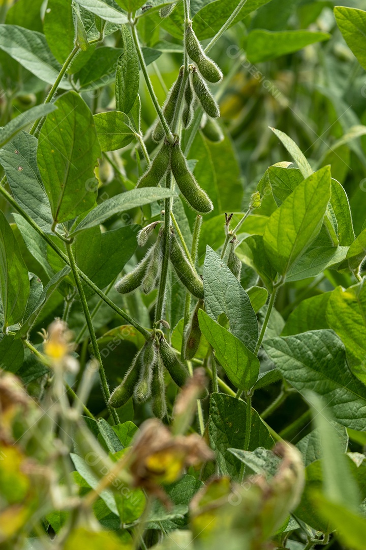 Plantação de soja com vagens visíveis em um dia ensolarado