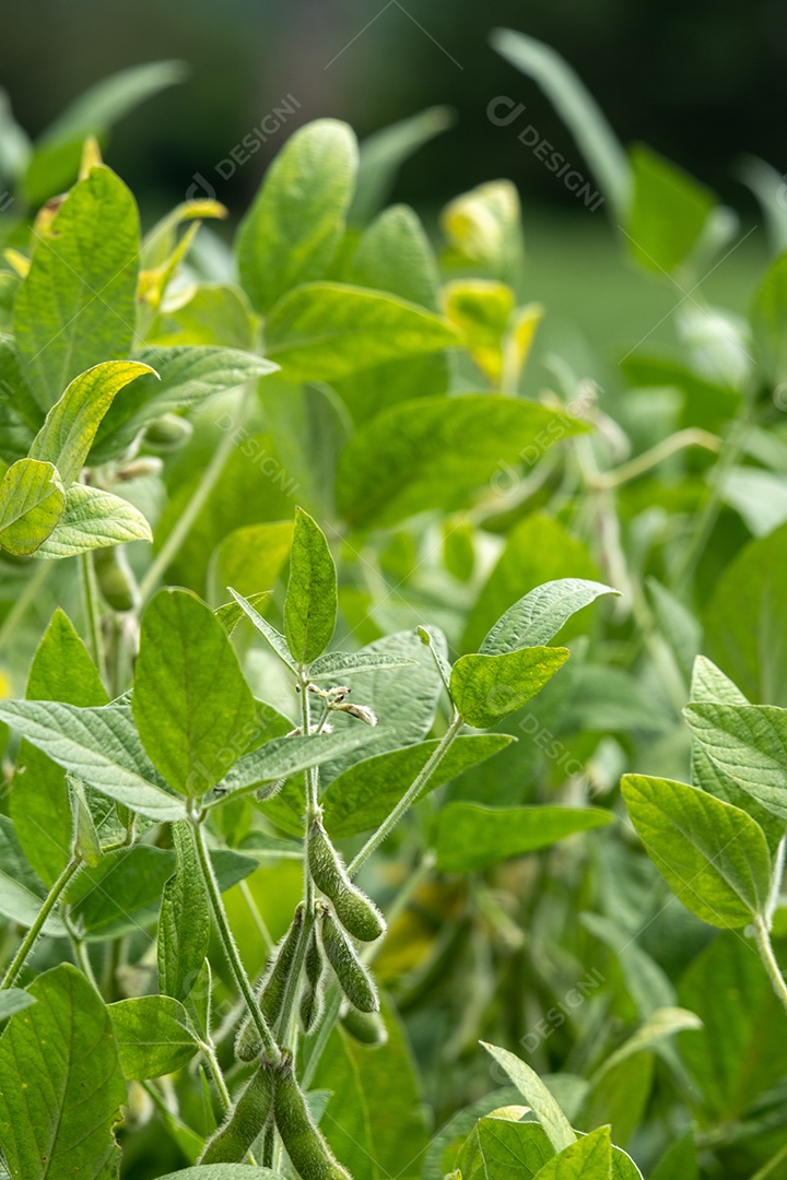 Plantação de soja com vagens visíveis em um dia ensolarado