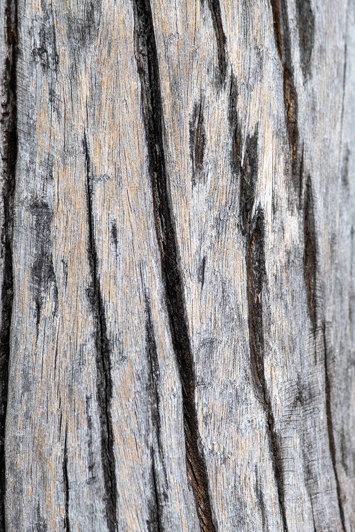 Textura do tronco da árvore com incidência de luz solar