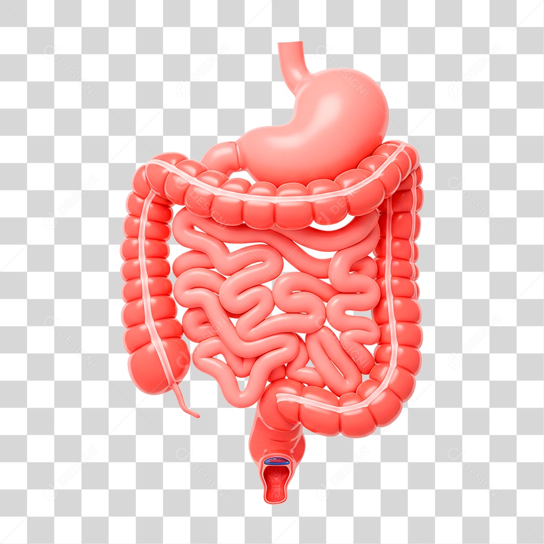 Intestino PNG Transparente