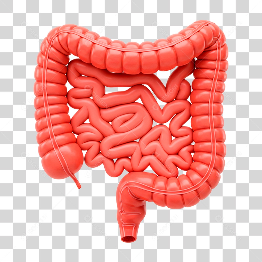 Intestino PNG Transparente