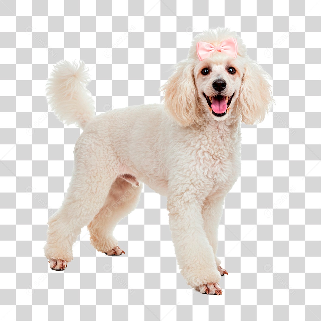 Cachorro PNG Transparente