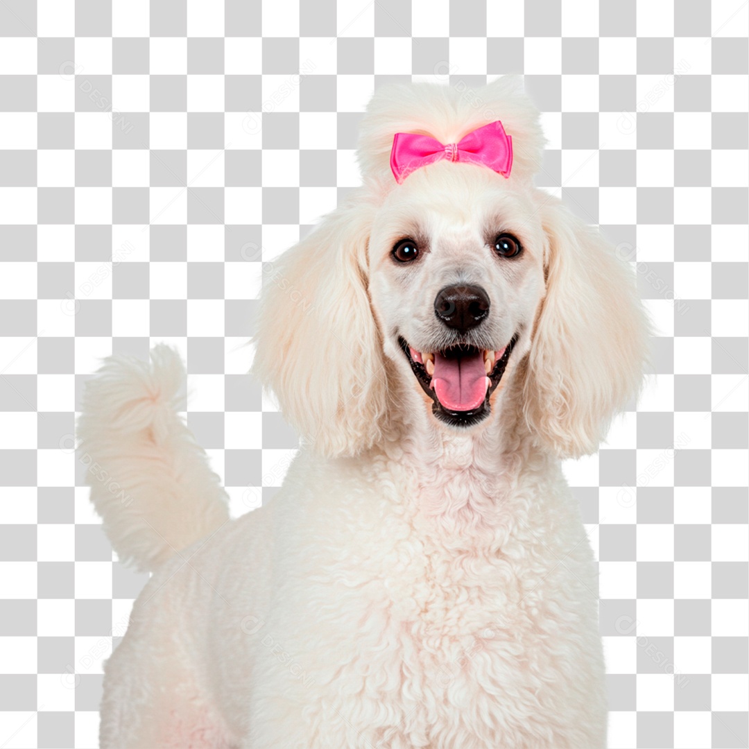 Cachorro PNG Transparente