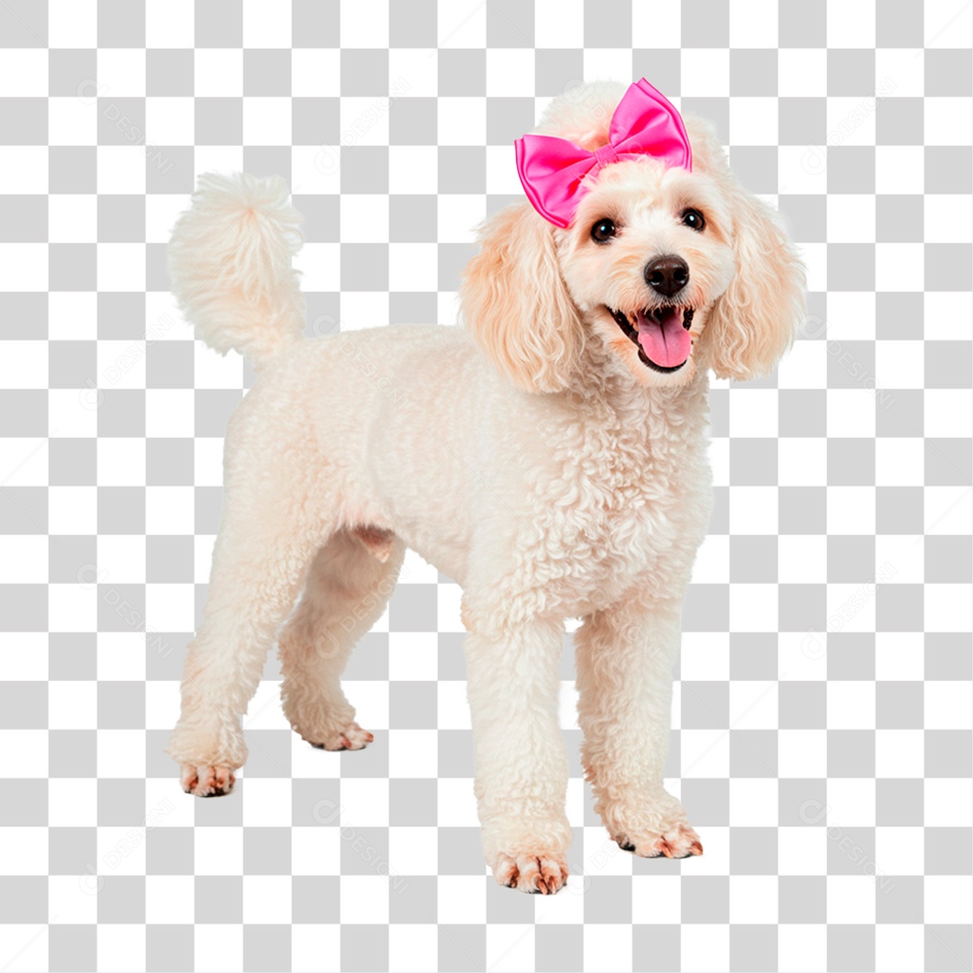 Cachorro PNG Transparente