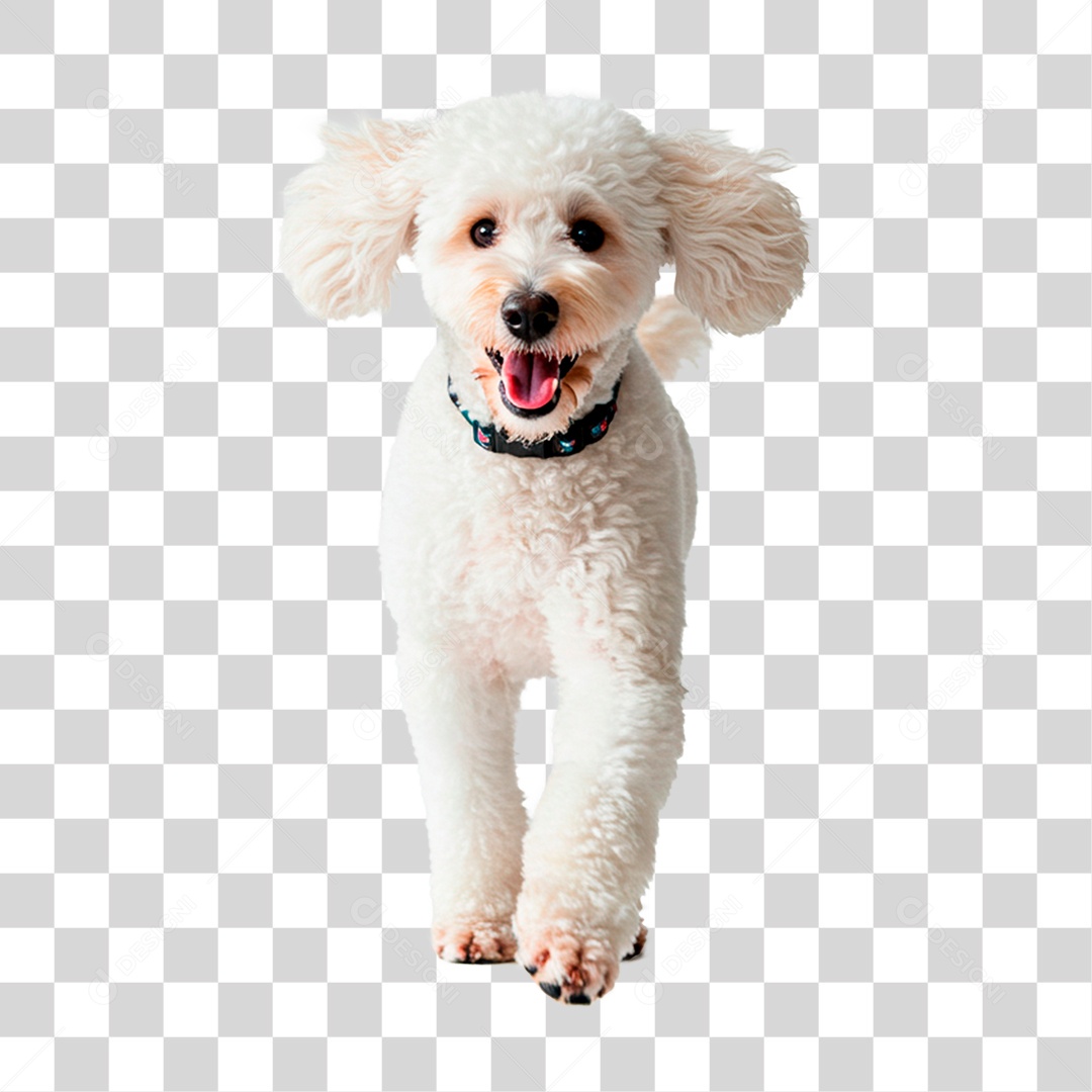 Cachorro PNG Transparente
