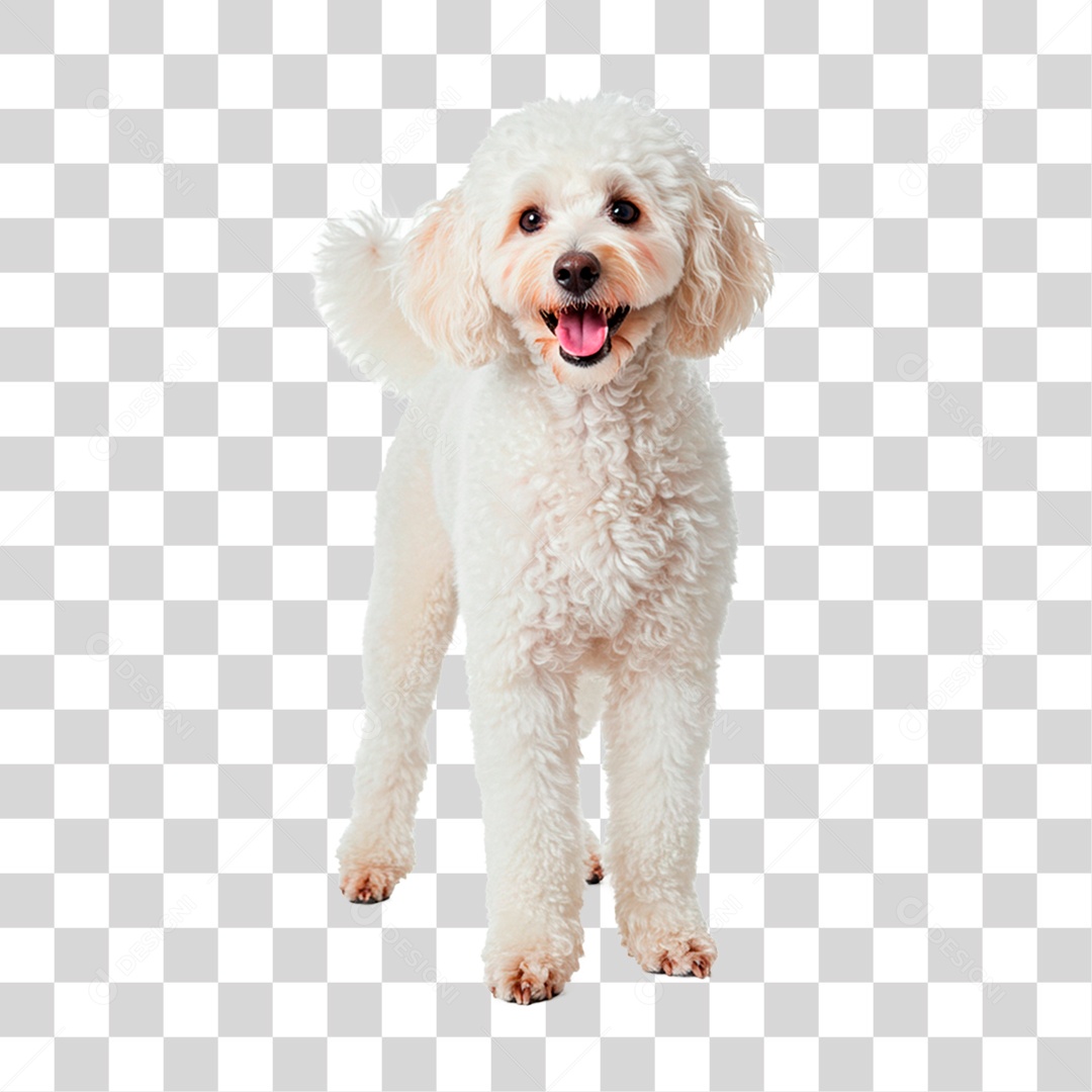 Cachorro PNG Transparente