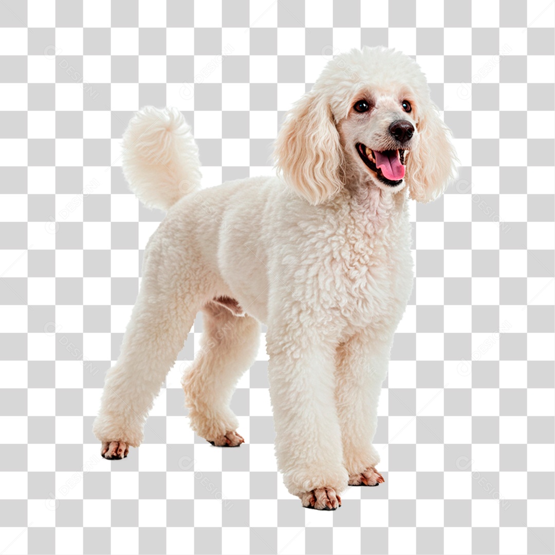 Cachorro PNG Transparente