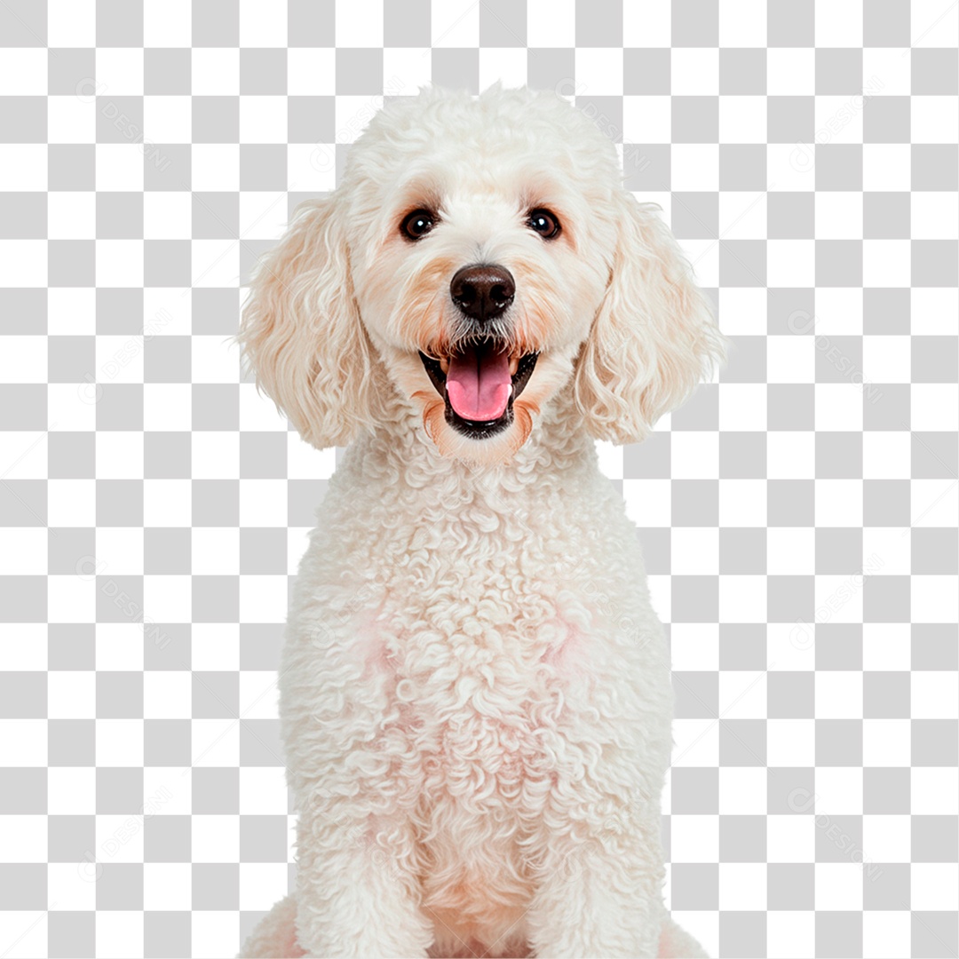 Cachorro PNG Transparente