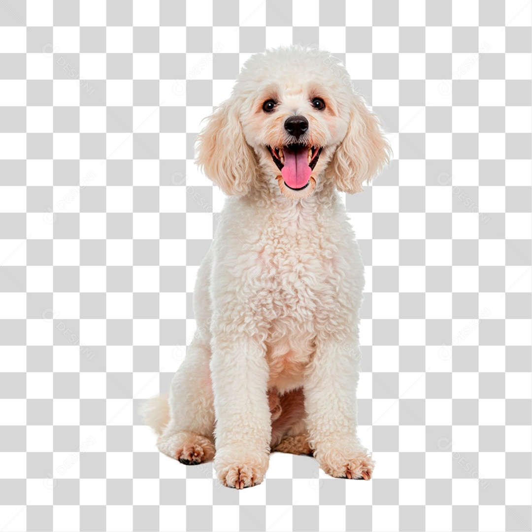 Cachorro PNG Transparente