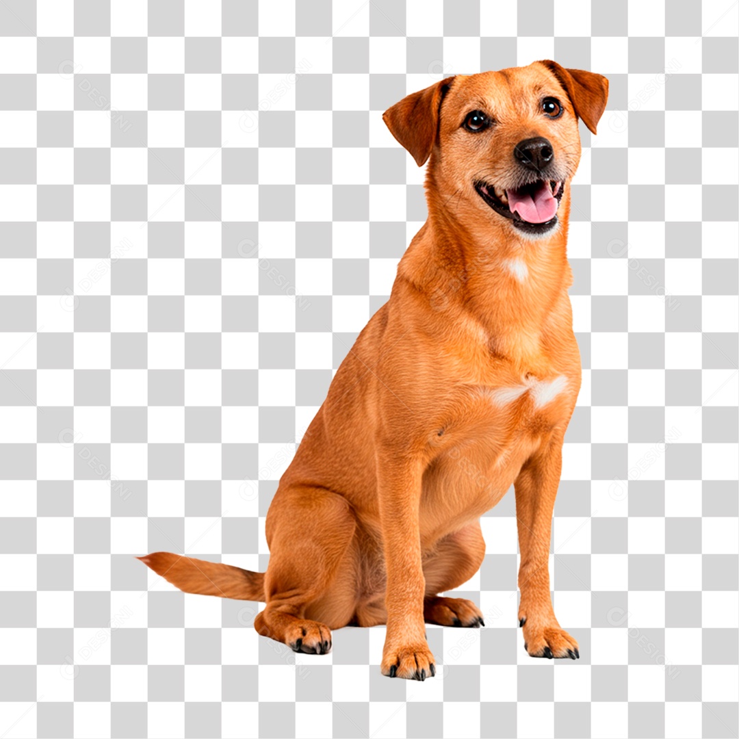 Cachorro PNG Transparente