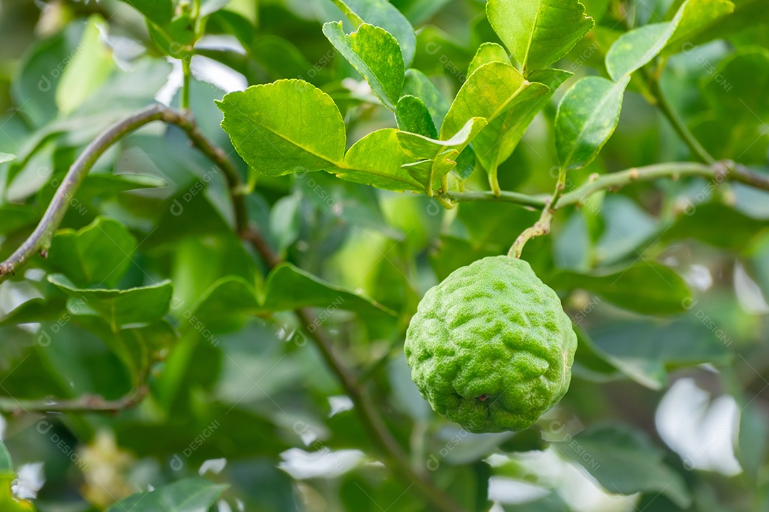 Bergamota fruta verde fresca de bergamota pendurada em galho