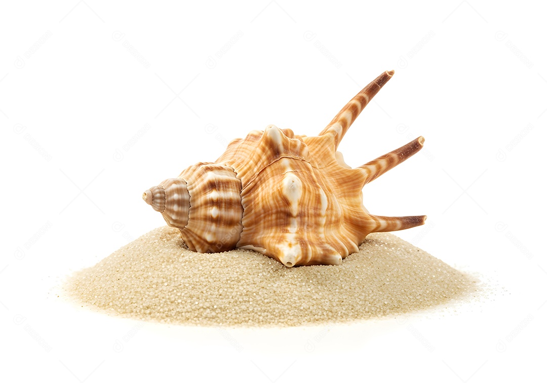 Imagem exibe uma concha sobre um monte de areia