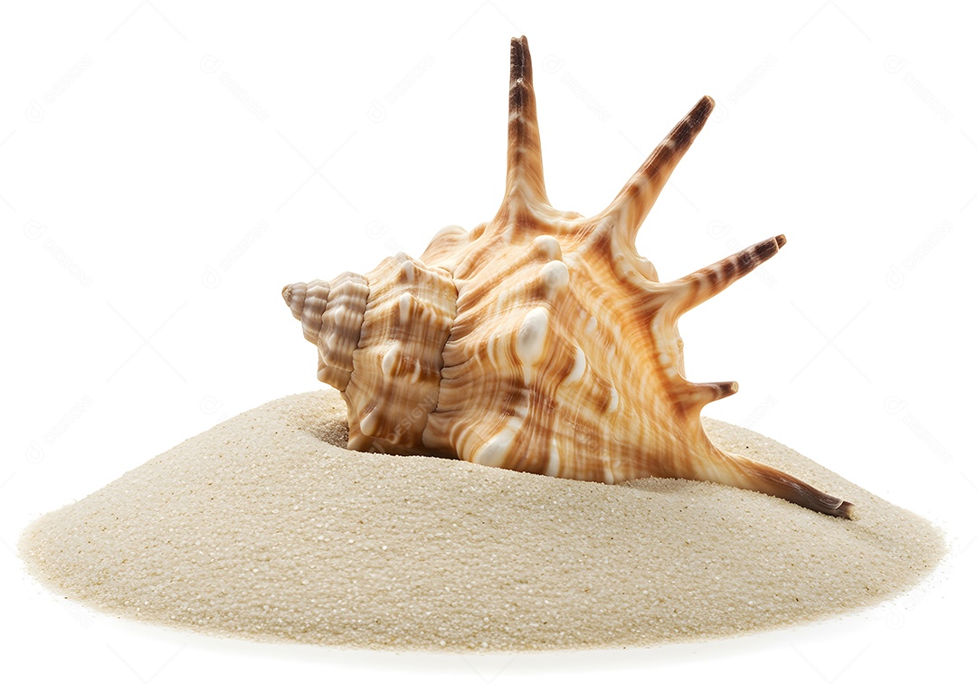 Imagem exibe uma concha sobre um monte de areia