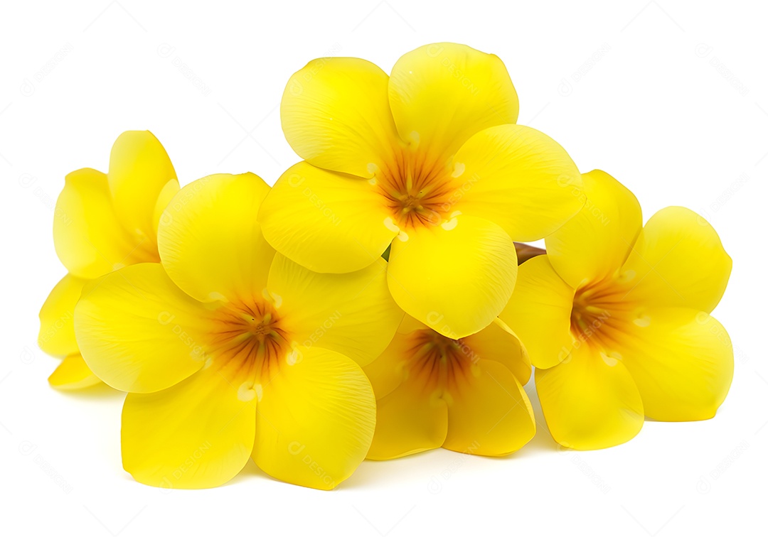 Linda flores amarela fundo isolado branco