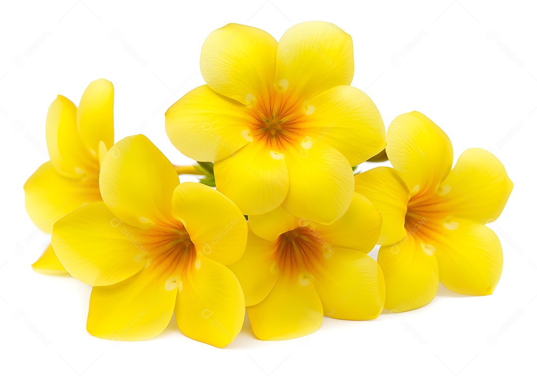 Linda flores amarela fundo isolado branco