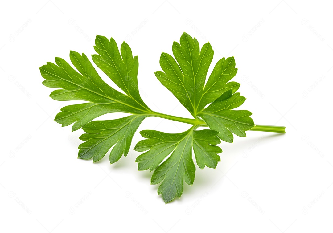 Imagem exibe um ramo de salsa, também conhecida como salsinha
