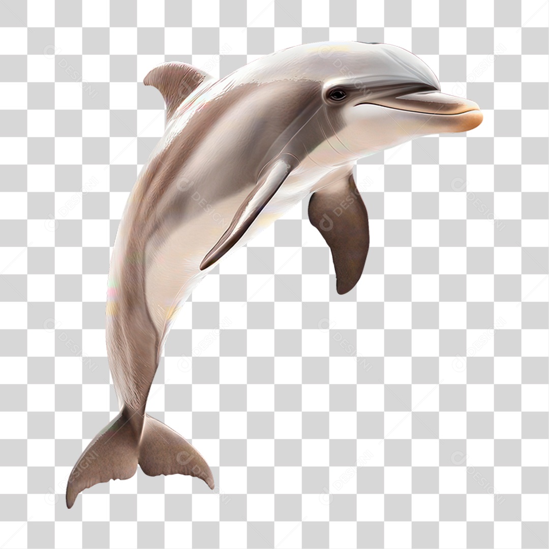 Golfinho PNG Transparente