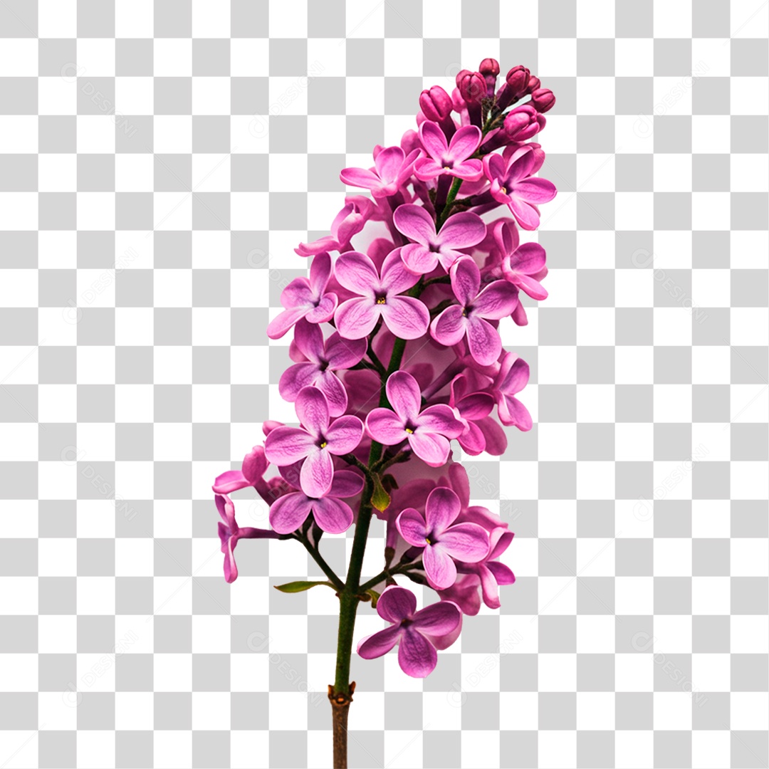 Flor Roxa PNG Transparente