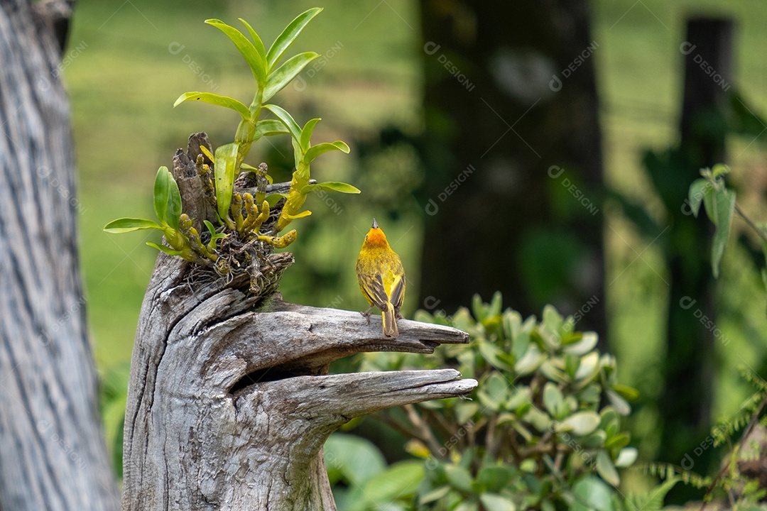 Pequeno canário macho empoleirado no tronco de uma árvore ao lado de uma orquídea