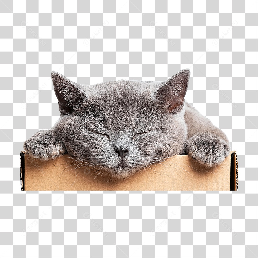 Pet Animal de Estimação Gato PNG Transparente