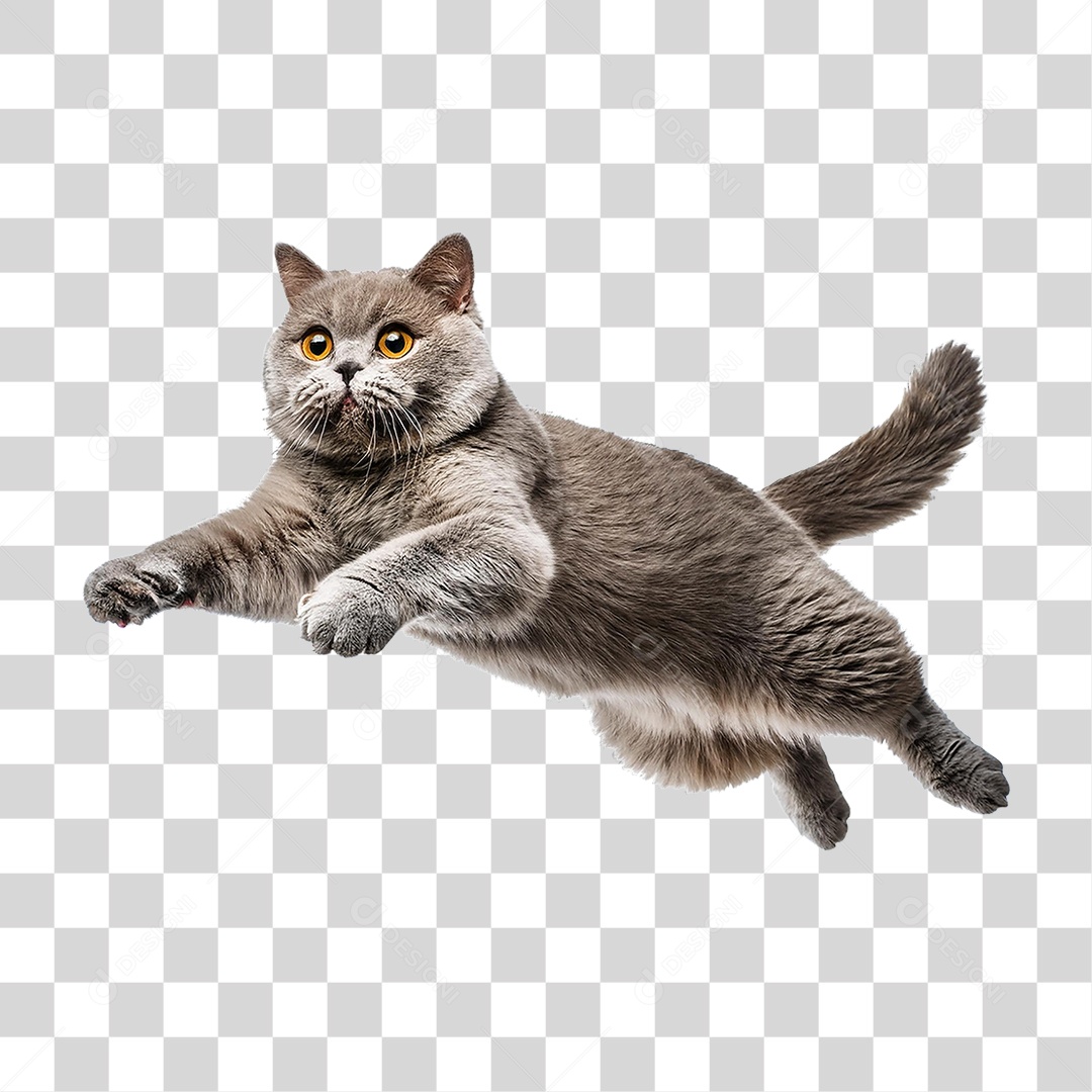 Pet Animal de Estimação Gato PNG Transparente