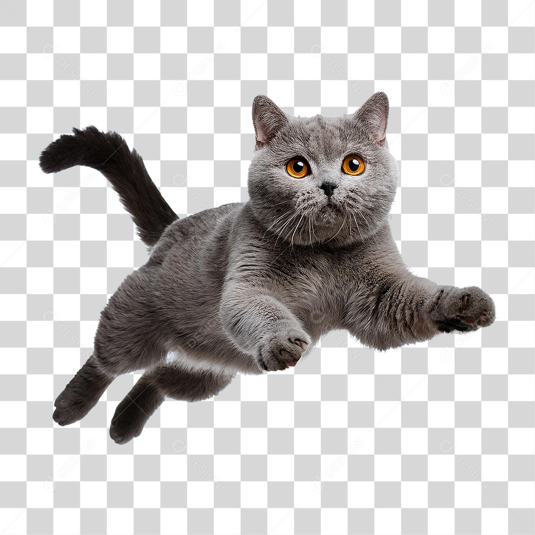 Pet Animal de Estimação Gato PNG Transparente