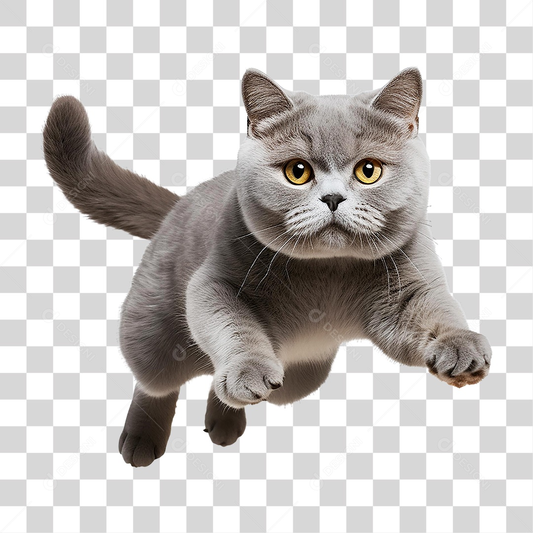 Pet Animal de Estimação Gato PNG Transparente