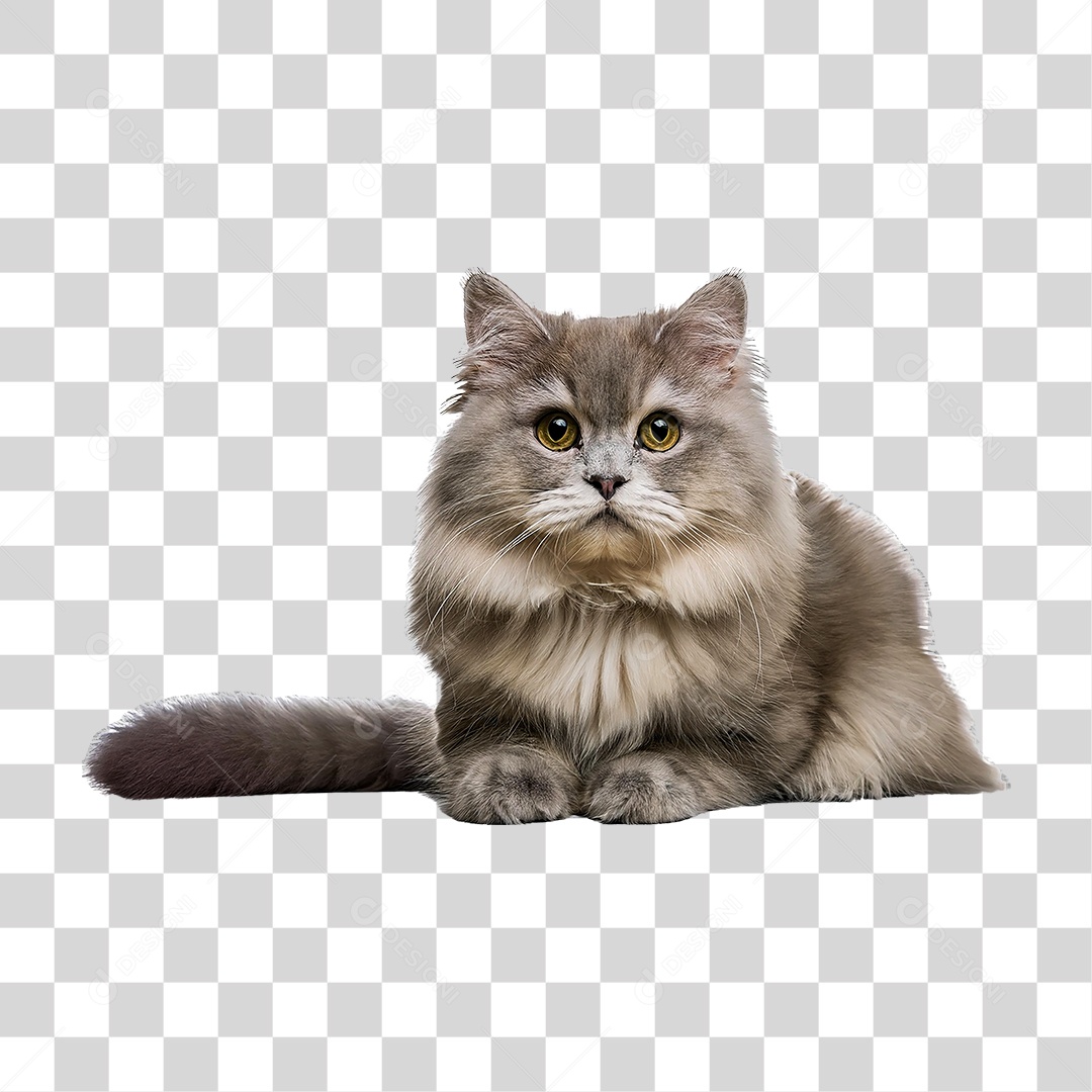 Pet Animal de Estimação Gato PNG Transparente