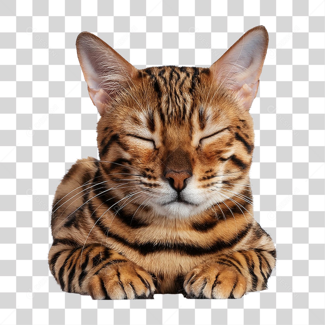 Pet Animal de Estimação Gato PNG Transparente