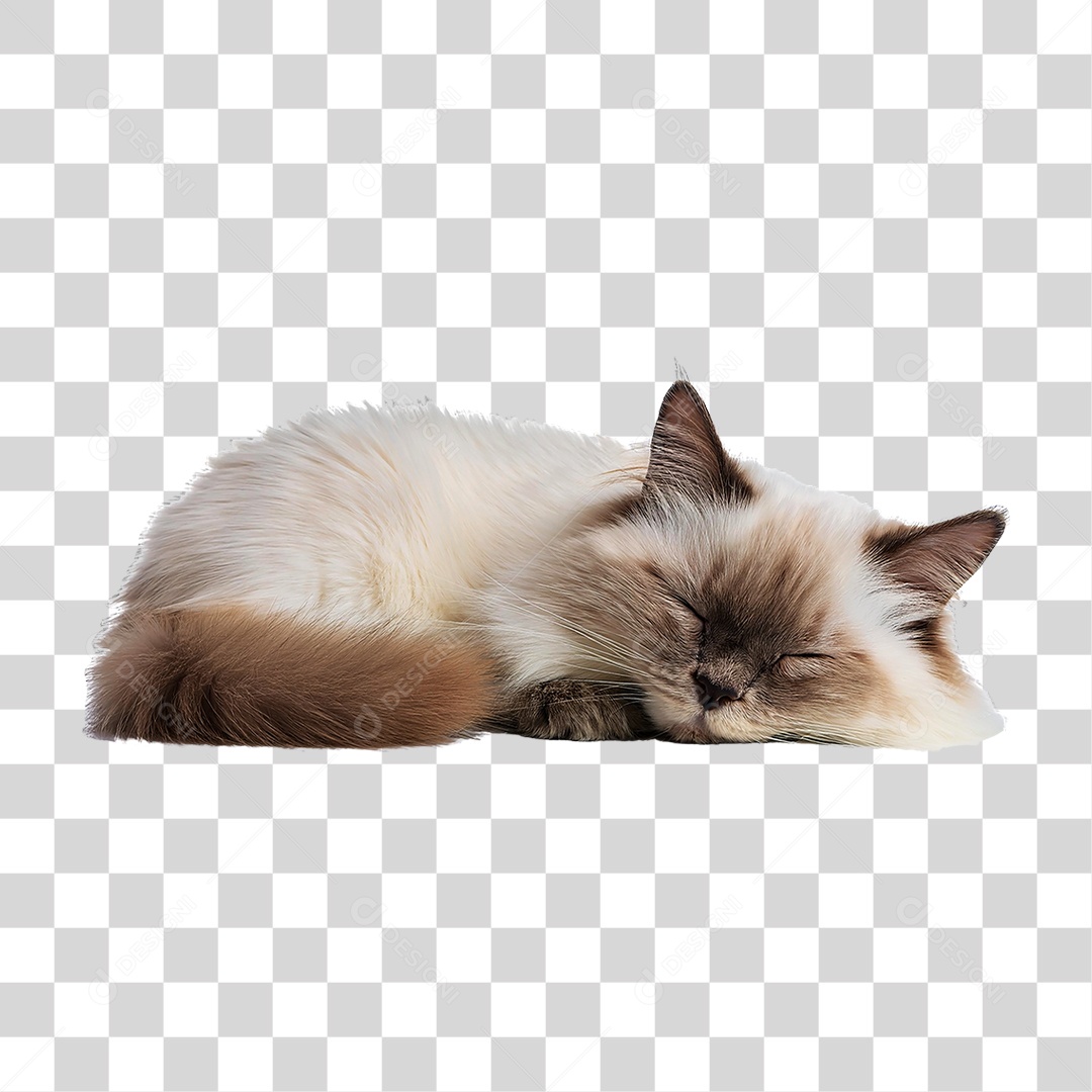 Pet Animal de Estimação Gato PNG Transparente