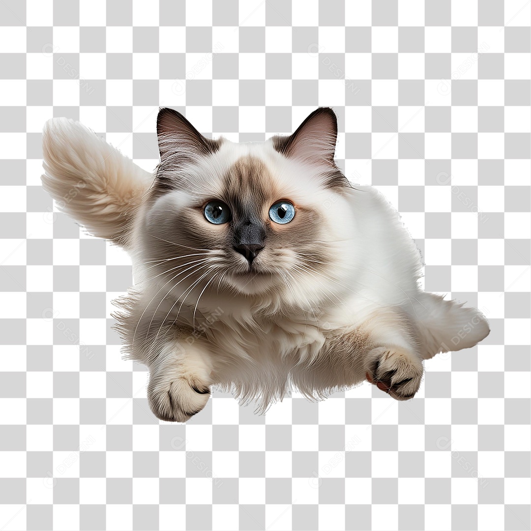 Pet Animal de Estimação Gato PNG Transparente