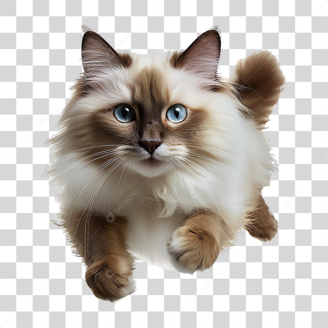 Pet Animal de Estimação Gato PNG Transparente