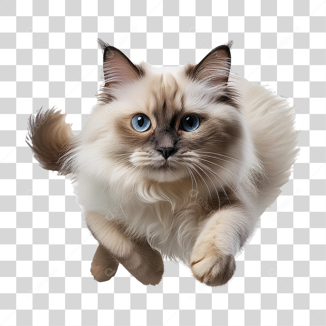 Pet Animal de Estimação Gato PNG Transparente