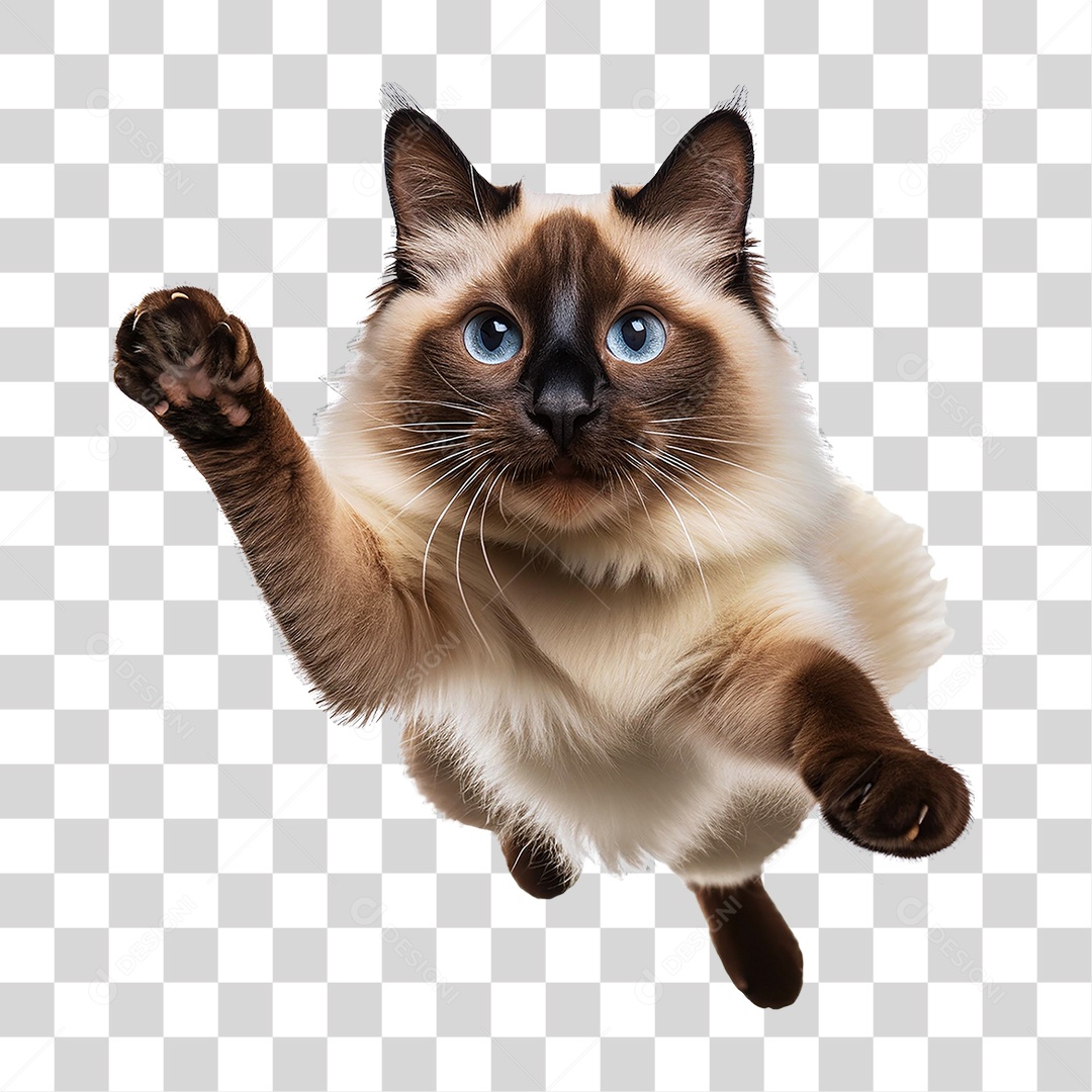 Pet Animal de Estimação Gato PNG Transparente