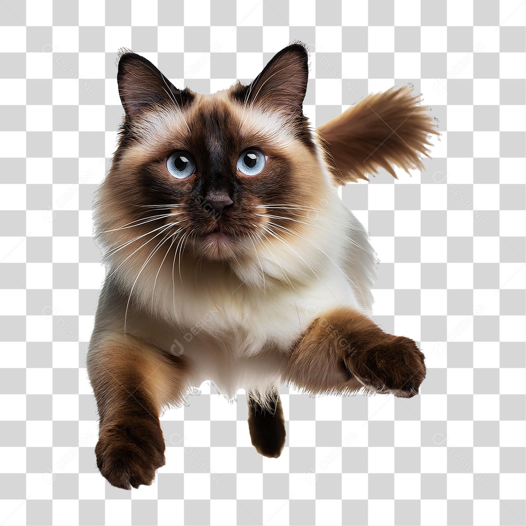 Pet Animal de Estimação Gato PNG Transparente