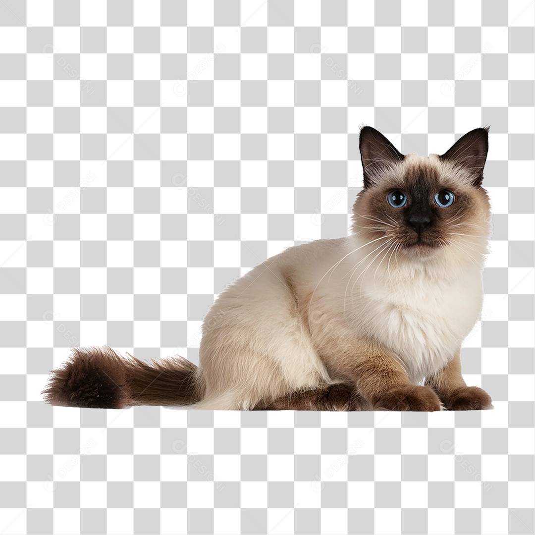 Pet Animal de Estimação Gato PNG Transparente