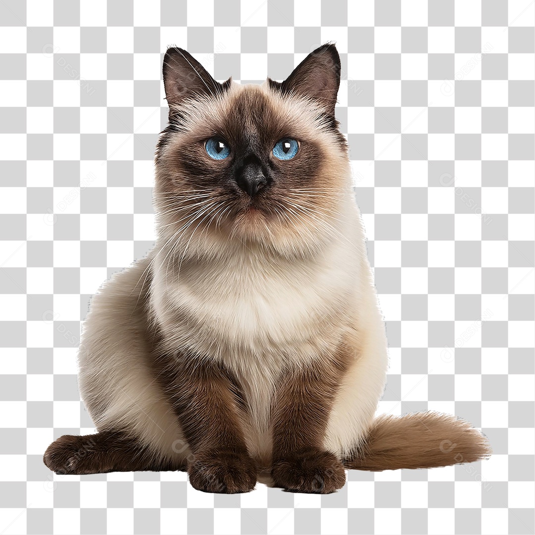 Pet Animal de Estimação Gato PNG Transparente