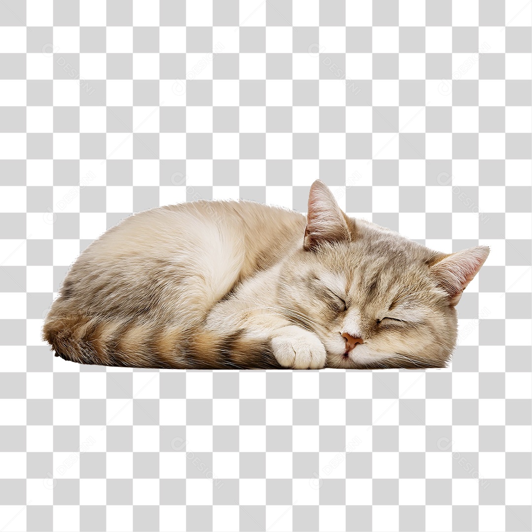 Pet Animal de Estimação Gato PNG Transparente