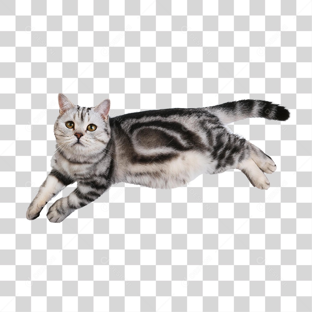 Pet Animal de Estimação Gato PNG Transparente