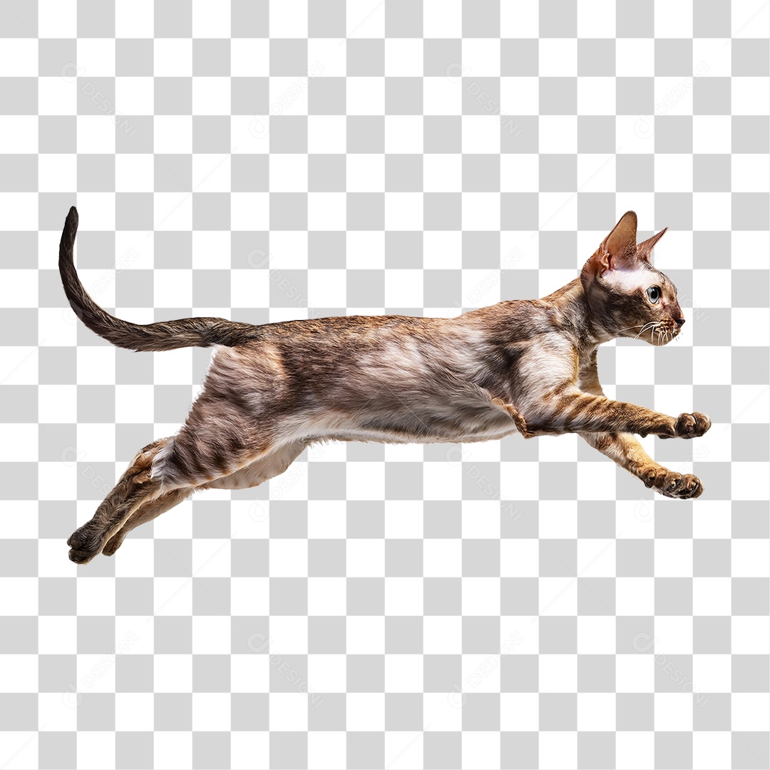 Pet Animal de Estimação Gato PNG Transparente