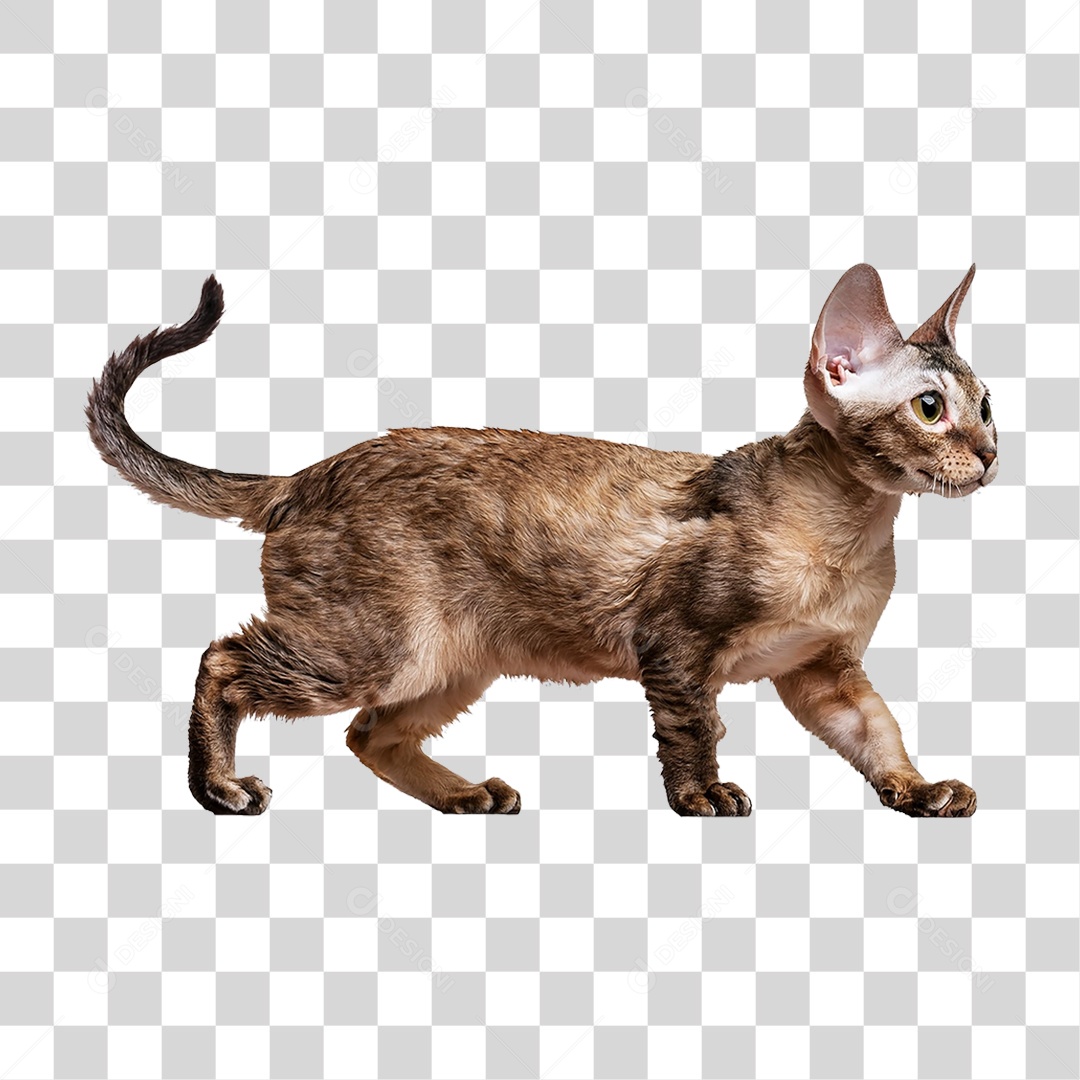 Pet Animal de Estimação Gato PNG Transparente