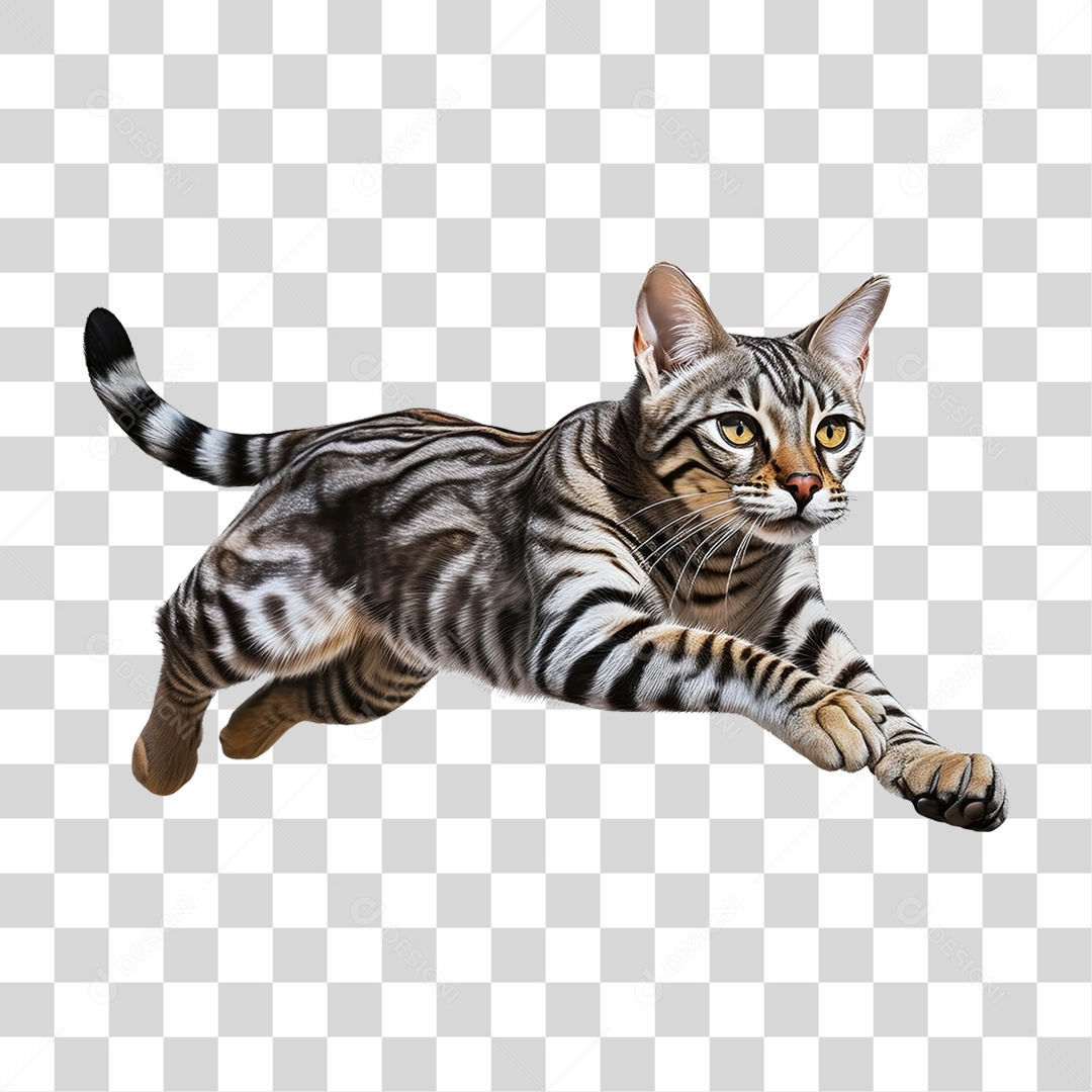 Pet Animal de Estimação Gato PNG Transparente