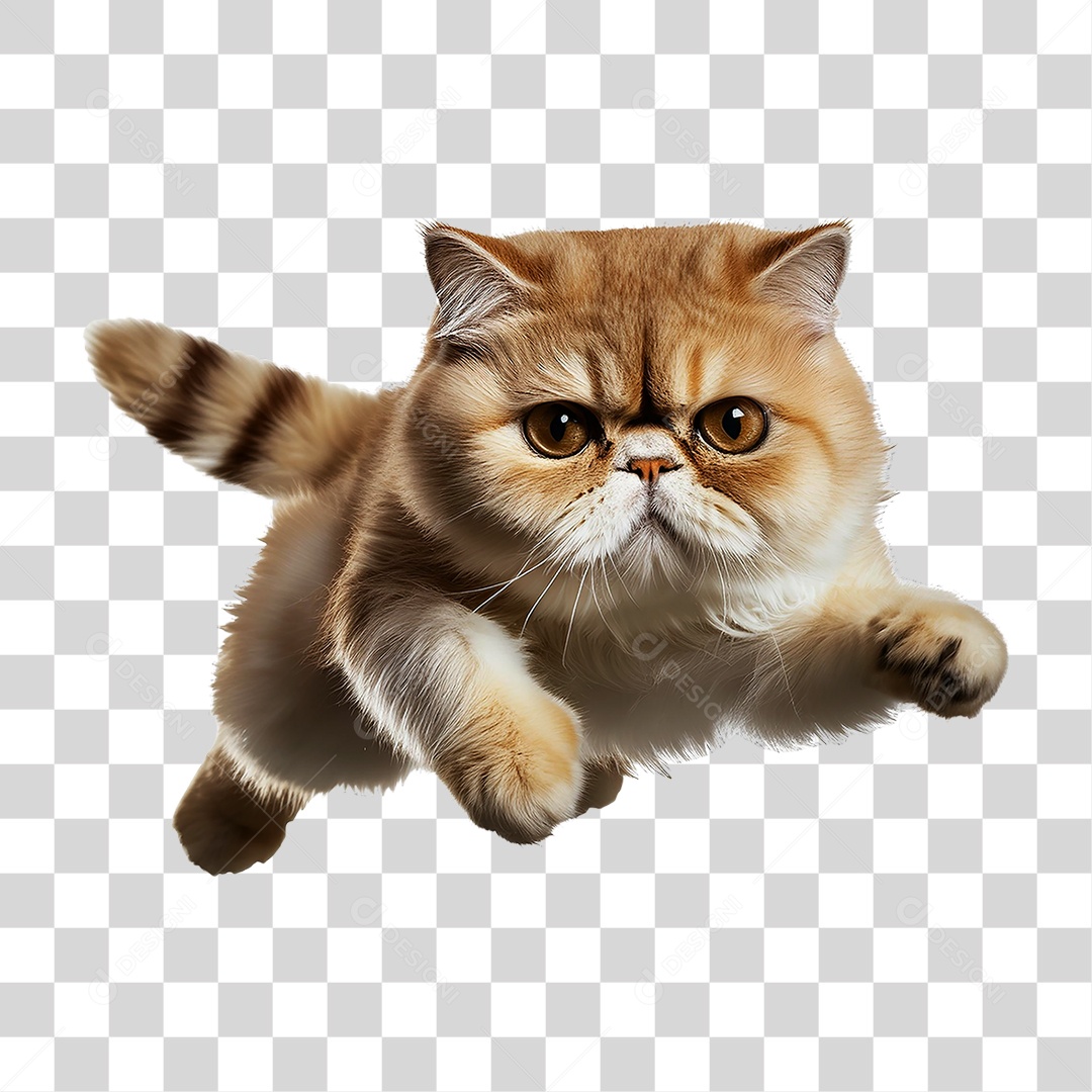 Pet Animal de Estimação Gato PNG Transparente