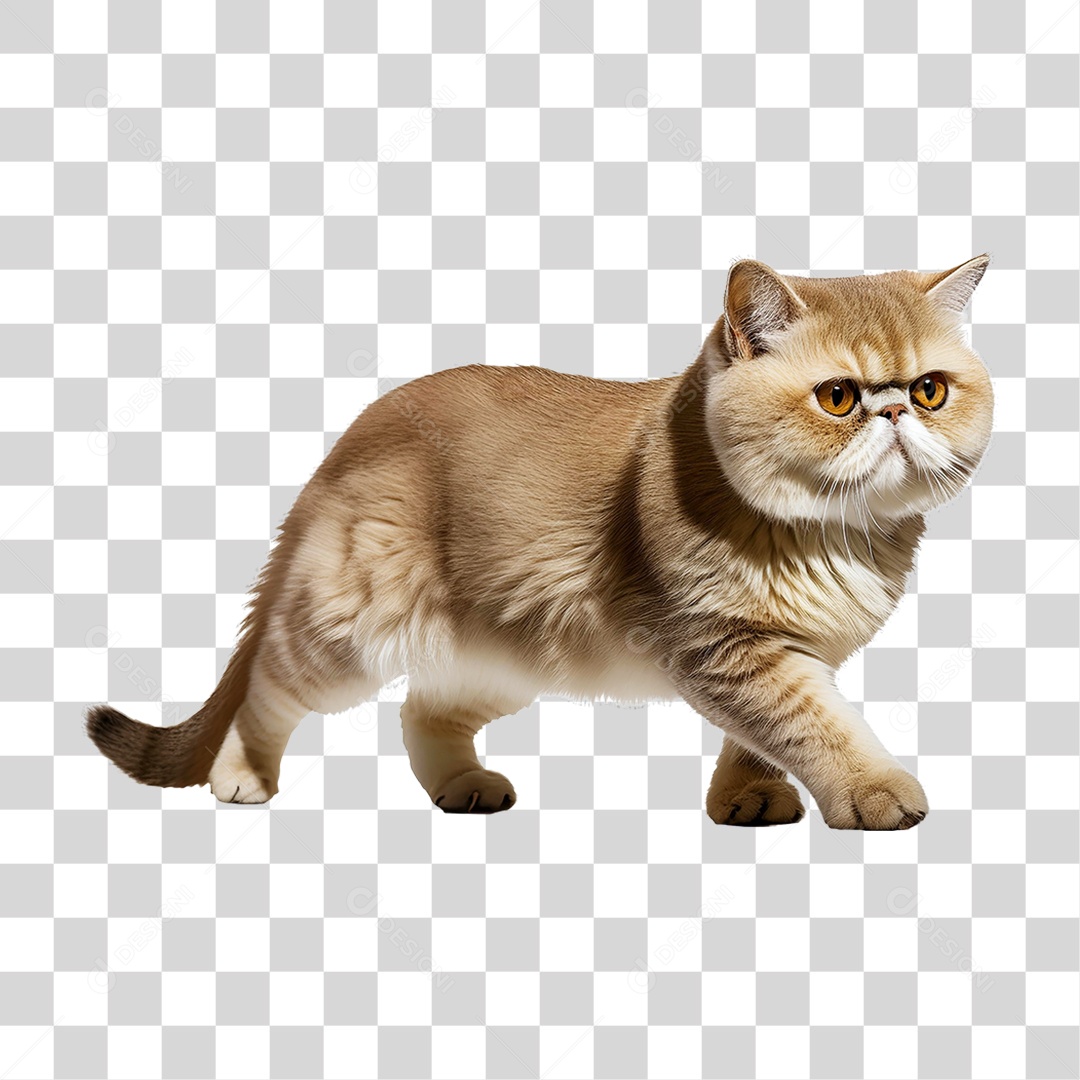 Pet Animal de Estimação Gato PNG Transparente