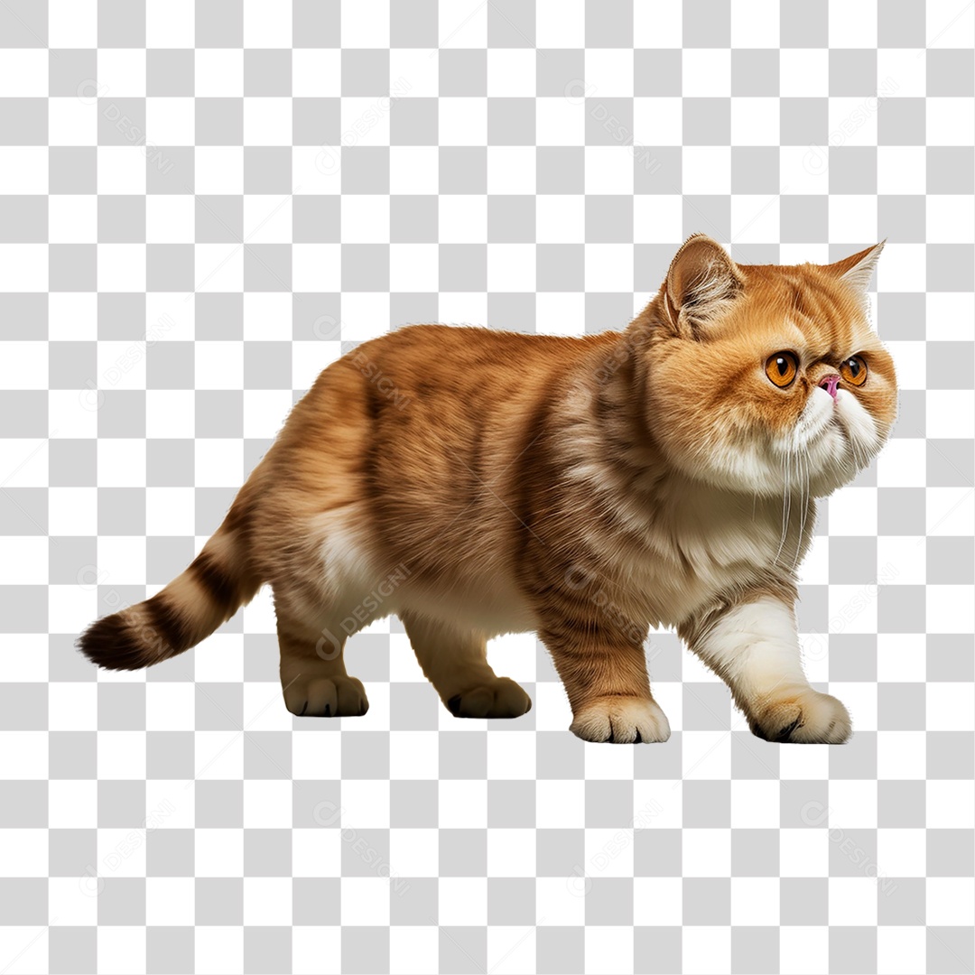 Pet Animal de Estimação Gato PNG Transparente