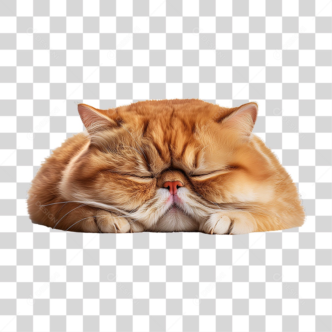 Pet Animal de Estimação Gato PNG Transparente