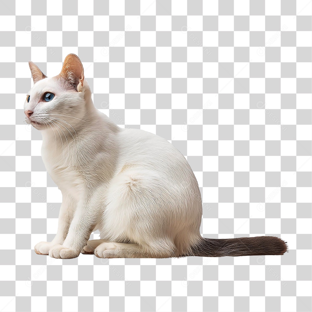 Pet Animal de Estimação Gato PNG Transparente