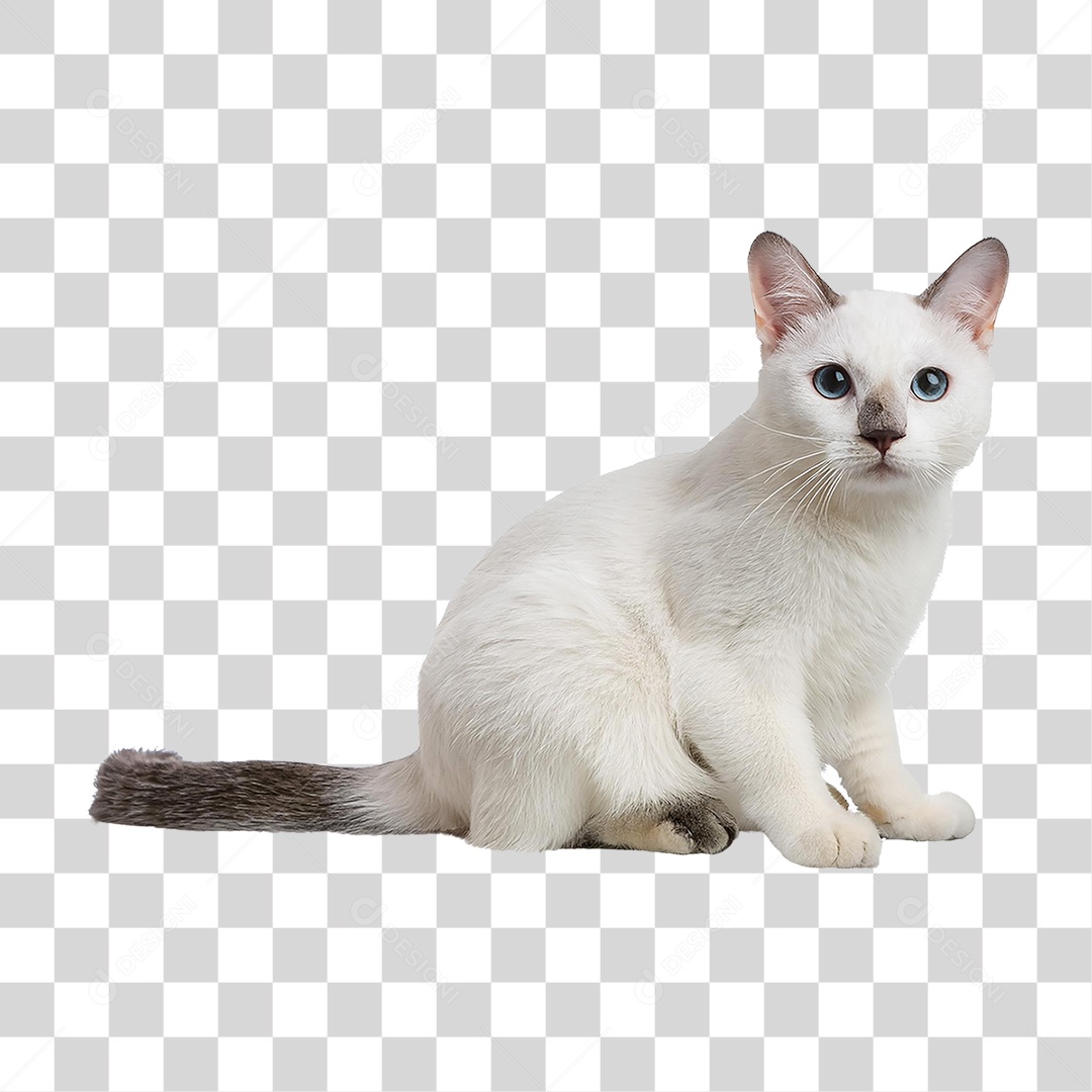 Pet Animal de Estimação Gato PNG Transparente
