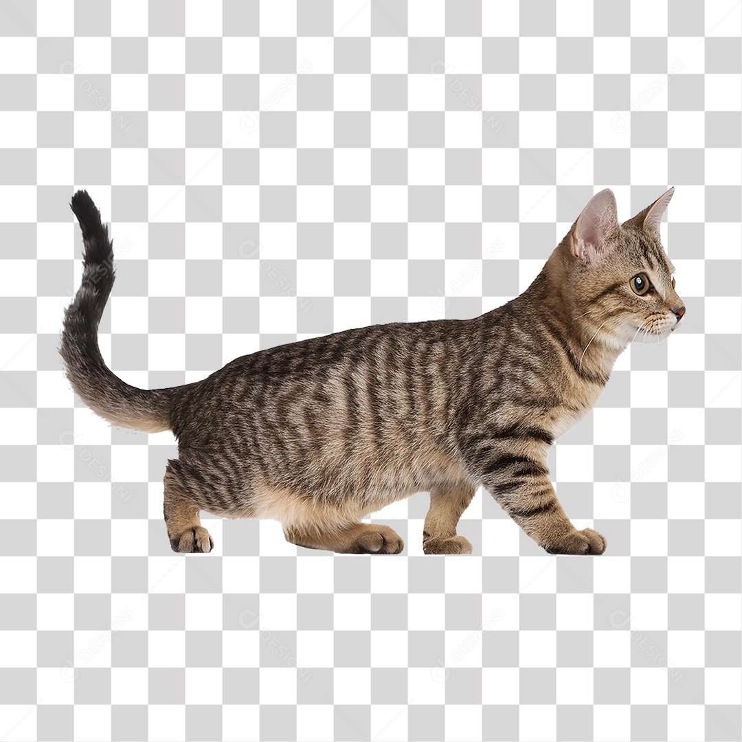 Pet Animal de Estimação Gato PNG Transparente